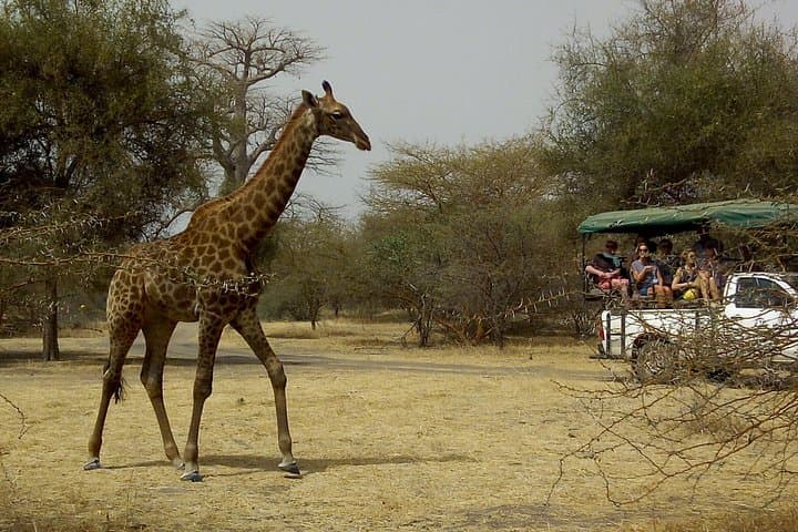 Bandia Park Safari: Full-Day Wildlife Safari Near Dakar photo 1