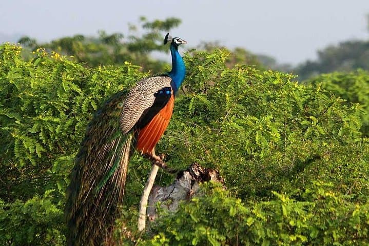 Yala Full-Day Safari in a Private Jeep with Picnic Lunch photo 6