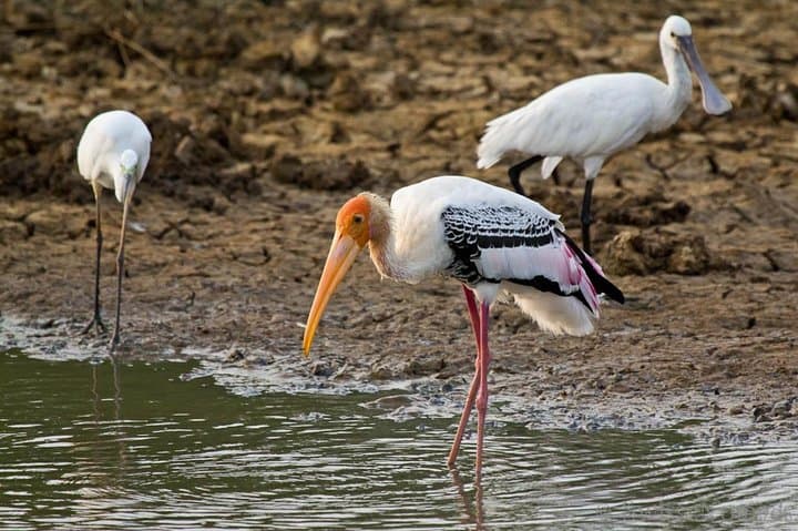 Yala Safari from Ella: Private Day Trip to Spot Leopards, Elephants & Sloth Bears photo 5