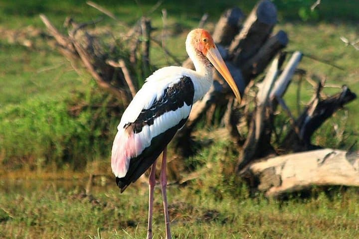 Half-Day Bundala Safari from Hambantota Harbor — Flamingos, Crocodiles & Shorebird Spectacle photo 1