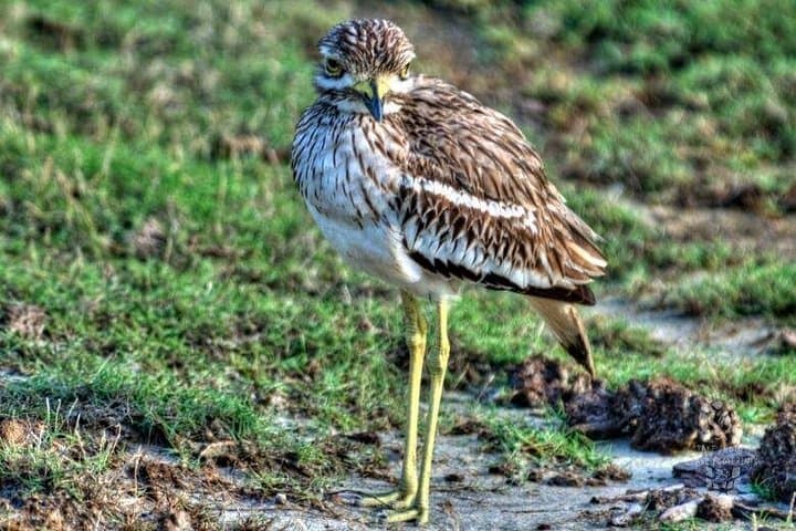 Half-Day Bundala Safari from Hambantota Harbor — Flamingos, Crocodiles & Shorebird Spectacle photo 2