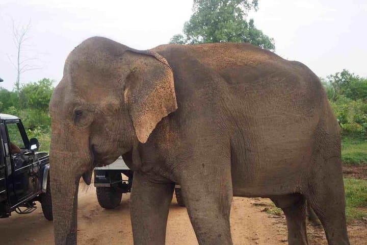 Udawalawe Elephant Transit Home Jeep Safari from Colombo: Day Wildlife Tour