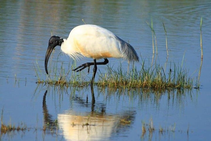 Half-Day Bundala Safari from Hambantota Harbor — Flamingos, Crocodiles & Shorebird Spectacle photo 3