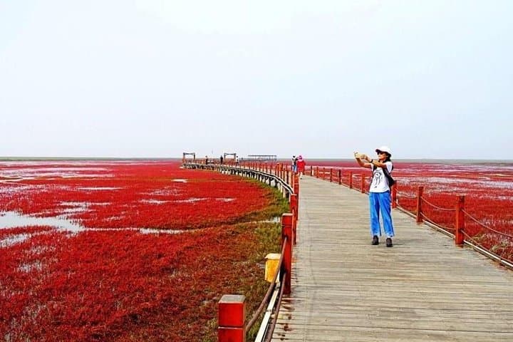 Panjin Red Beach Private Day Tour: Honghai Wetlands & Birdwatching