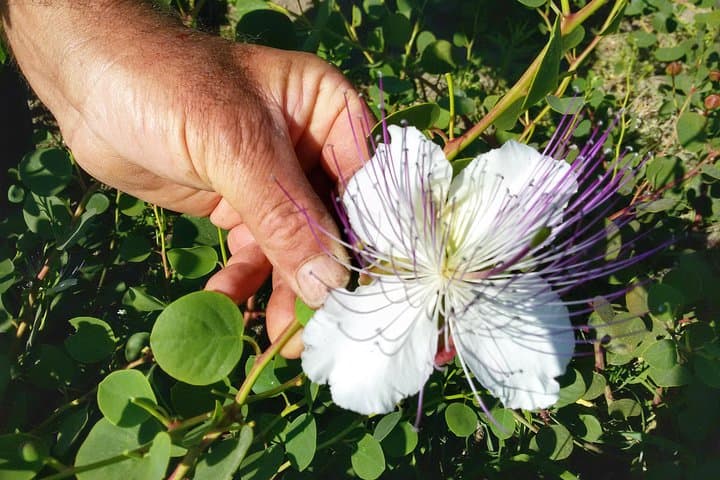 Salina Capers & Wine: Leni Cappereto Tasting Experience