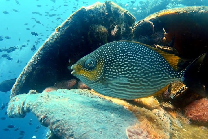 Ko Kut to Koh Rang Snorkel Day Trip — Koh Kood Boat Tour Guide photo 4