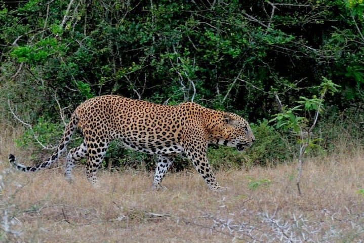 Yala Safari from Ella: Private Day Trip to Spot Leopards, Elephants & Sloth Bears photo 2