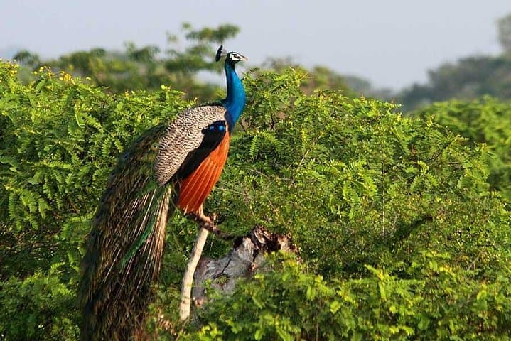 Yala Safari from Ella: Private Day Trip to Spot Leopards, Elephants & Sloth Bears photo 6