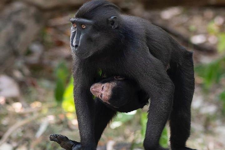 Tangkoko National Park Private Tour from Manado — See Tarsiers & Crested Macaques photo 2