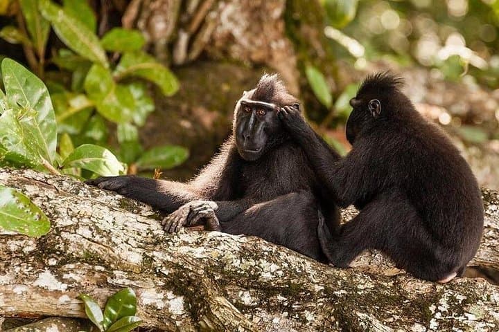 Tangkoko National Park Private Tour from Manado — See Tarsiers & Crested Macaques photo 3