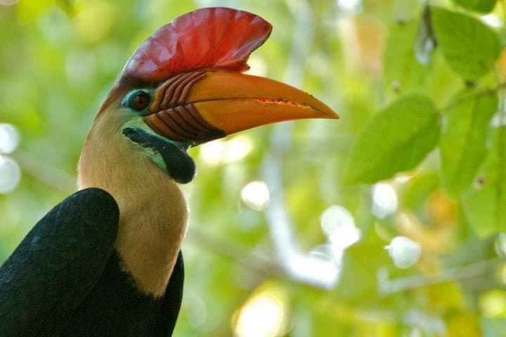 Tangkoko National Park Private Tour from Manado — See Tarsiers & Crested Macaques photo 4