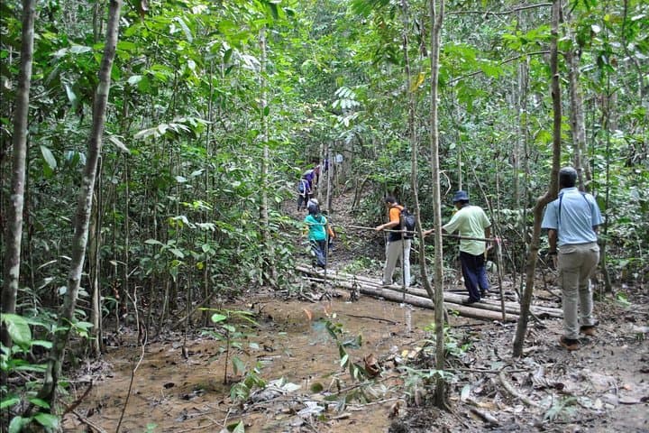 Explore FRIM: Rainforest Walks, Arboretum & Bamboo Gardens Near Kuala Lumpur photo 3