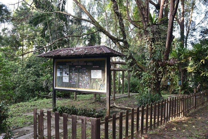 Explore FRIM: Rainforest Walks, Arboretum & Bamboo Gardens Near Kuala Lumpur photo 6