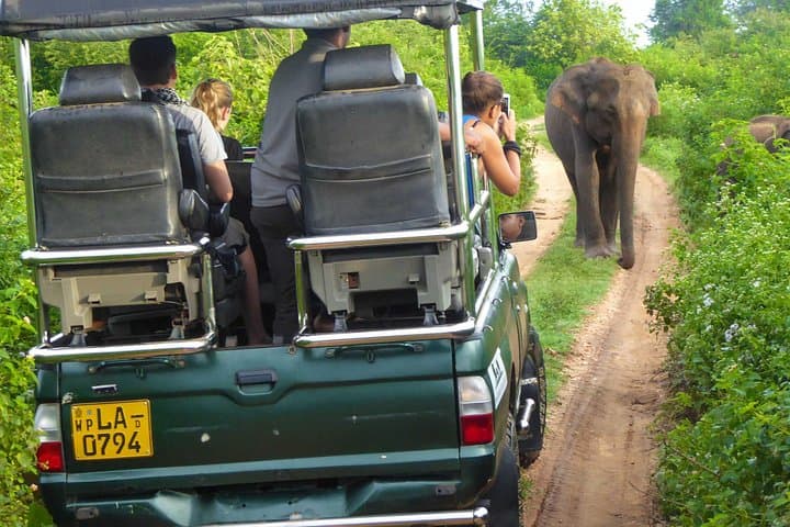 Udawalawe Safari Day Trip — Elephant Safari & Elephant Transit Home Transfer photo 6