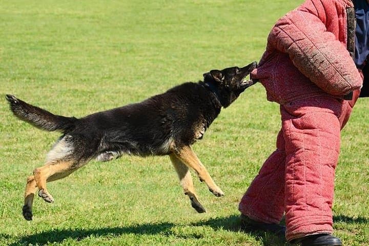 Riga K9 Attack-Prank Experience — Suit Up with Trained Dogs for a 90-Minute Adrenaline Drill