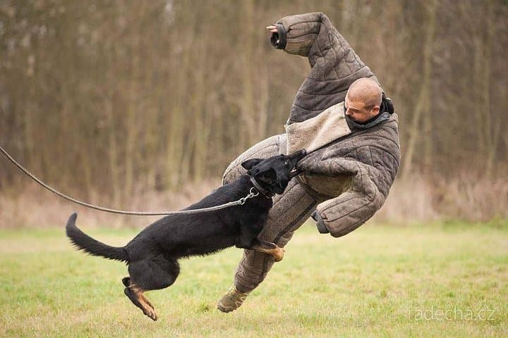 Riga K9 Attack-Prank Experience — Suit Up with Trained Dogs for a 90-Minute Adrenaline Drill photo 2