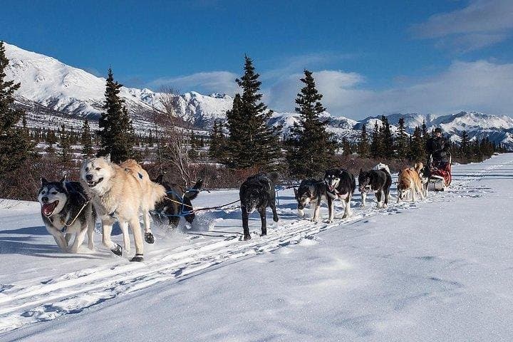 Zakopane Husky Ride: Private Winter Dog-Sled Tour from Krakow photo 2