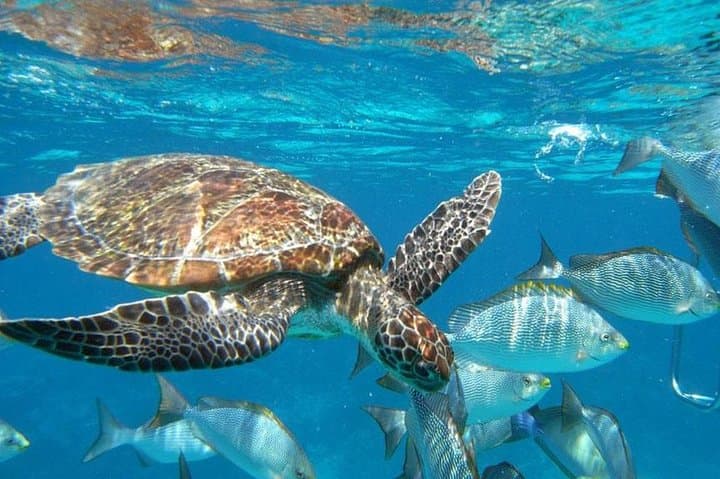 Surin Islands Snorkeling Trip from Khao Lak — Full-Day Speedboat to Bon Bay & Pineapple Bay
