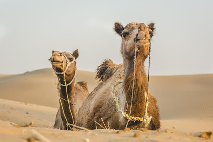 Million Stars Desert Camp & Camel Safari in Jaisalmer — Overnight Thar Experience photo 5