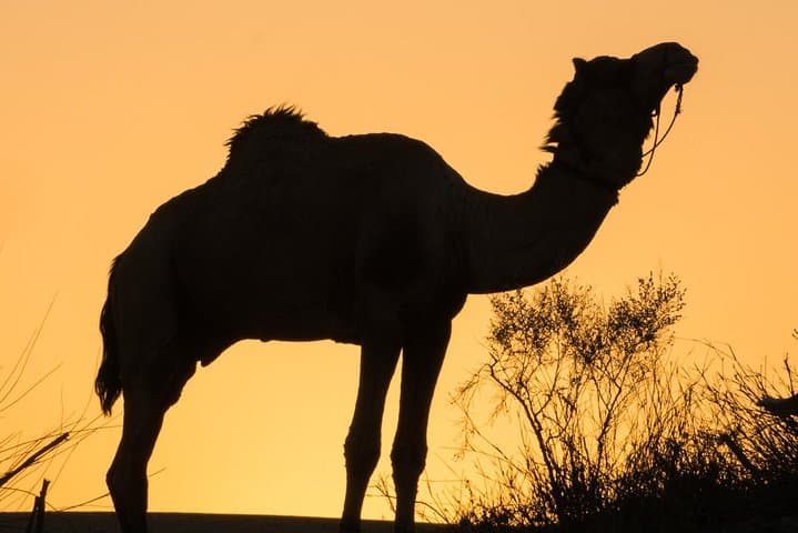 Million Stars Desert Camp & Camel Safari in Jaisalmer — Overnight Thar Experience photo 6