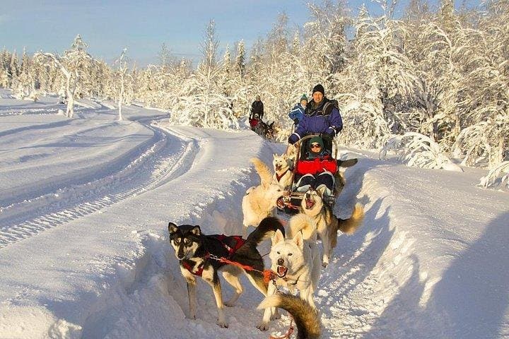 Zakopane Husky Ride: Private Winter Dog-Sled Tour from Krakow