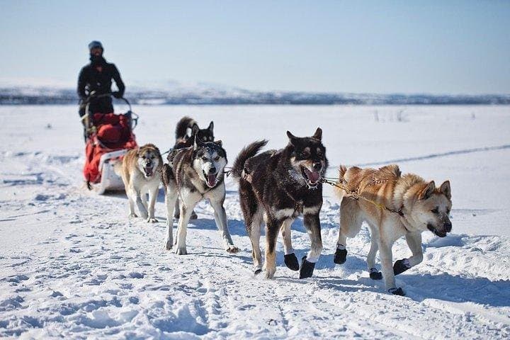 Zakopane Husky Ride: Private Winter Dog-Sled Tour from Krakow photo 3