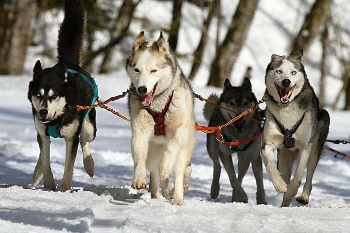 Zakopane Husky Ride: Private Winter Dog-Sled Tour from Krakow photo 5