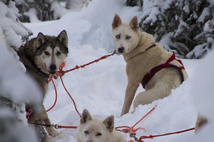 Zakopane Husky Ride: Private Winter Dog-Sled Tour from Krakow photo 6
