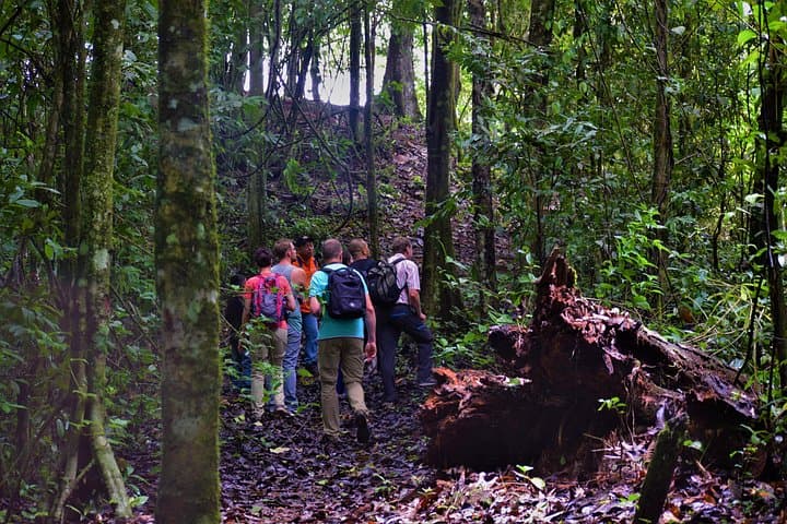 Brownsberg Full-Day Jungle Hike to Waterfalls — Suriname Rainforest Adventure photo 4