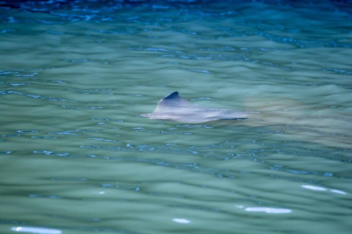 Keewaydin Island Eco Shelling Cruise: Dolphin-Watching from Naples photo 6