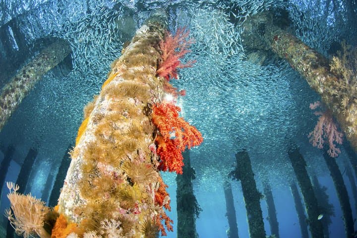 Two-Night Private Aqaba Escape: Red Sea Beaches, Reefs & Fort from Amman photo 3