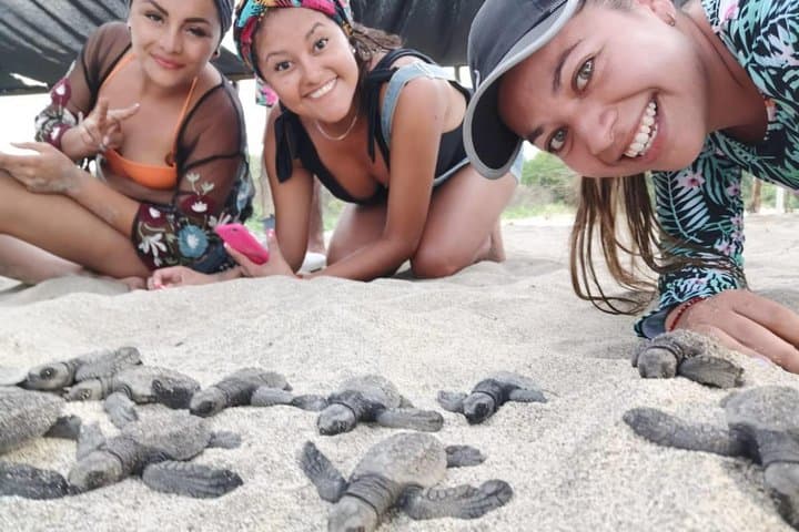 Sunset Baby Turtle Release at Puerto Escondido Beach photo 4
