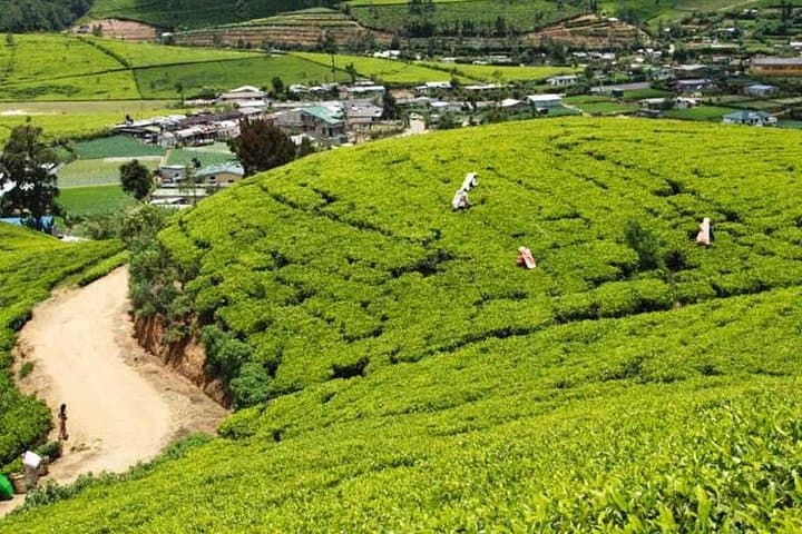 Ceylon Tea Trail: 10-Day Sri Lanka Tea Country & Cultural Tour photo 4