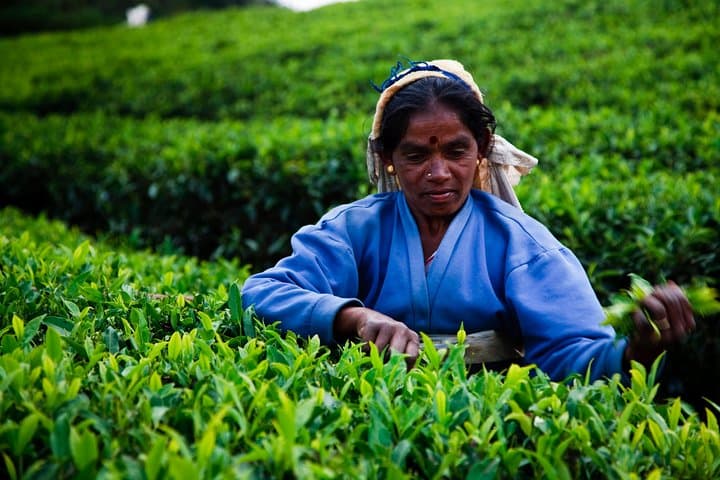 Ceylon Tea Trail: 10-Day Sri Lanka Tea Country & Cultural Tour photo 1