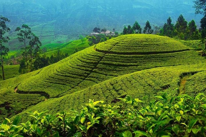 Ceylon Tea Trail: 10-Day Sri Lanka Tea Country & Cultural Tour photo 2