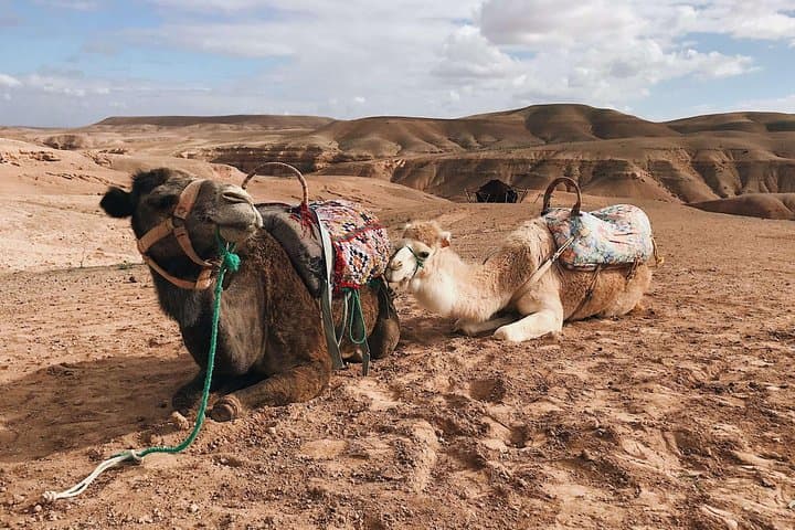 Agafay Desert & Atlas Mountains Day Trip from Marrakech — Waterfall, Berber Lunch and Camel Ride