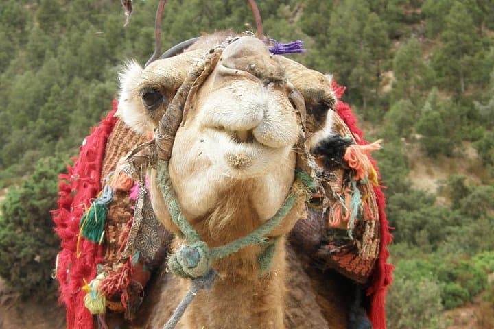 Private Atlas Mountains & Imlil Valley Day Trip from Marrakech — Berber Villages, Waterfalls & Camel Rides photo 2