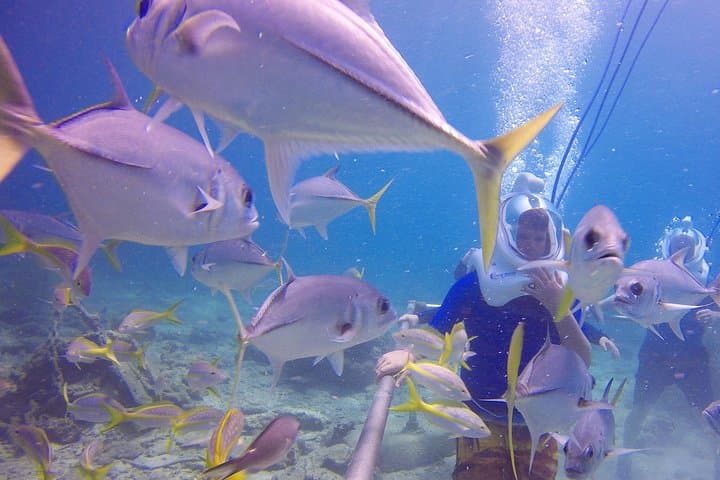 Sea Trek Helmet Dive at Coral World: Walk Underwater with Fish at Coki Point photo 5