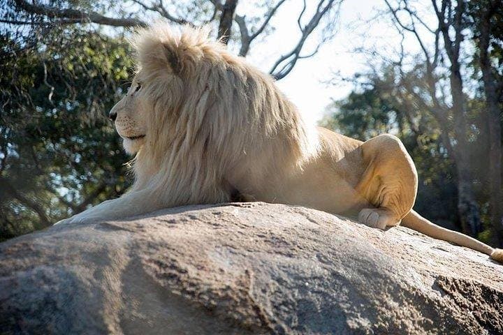 Harare Christmas Lights & Markets: Magic Christmas Tour in Harare