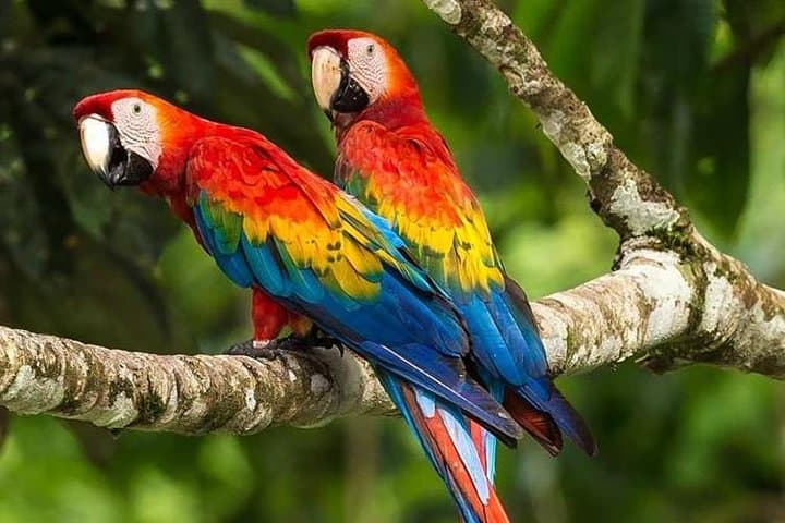 Chuncho Macaw Clay Lick Full-Day — Tambopata Macaws & Jungle Wildlife
