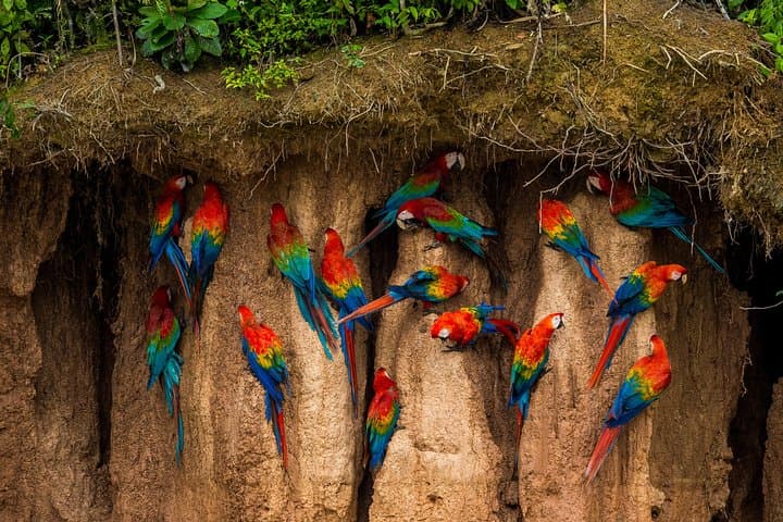 Chuncho Macaw Clay Lick Full-Day — Tambopata Macaws & Jungle Wildlife photo 2