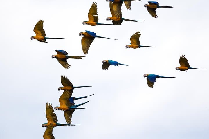 Chuncho Macaw Clay Lick Full-Day — Tambopata Macaws & Jungle Wildlife photo 3