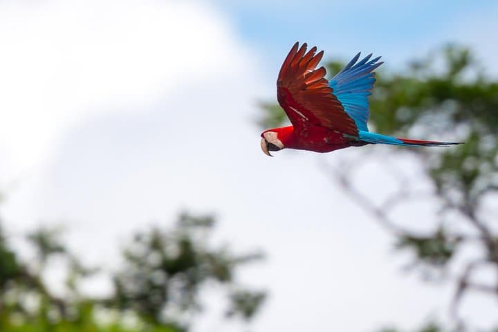Chuncho Macaw Clay Lick Full-Day — Tambopata Macaws & Jungle Wildlife photo 4