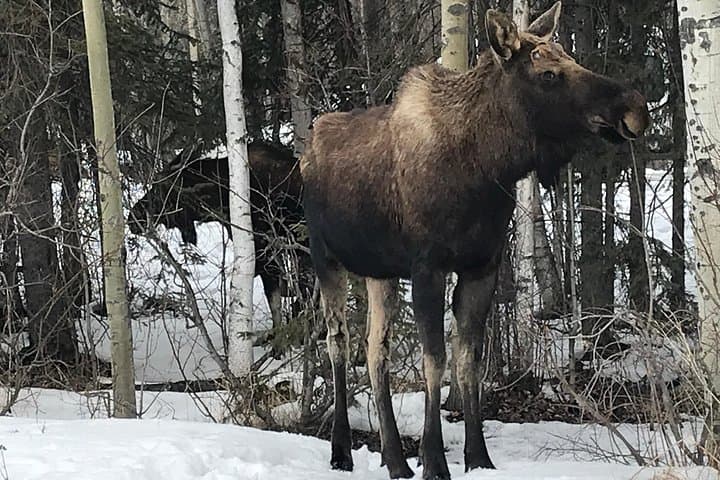 Exploring Anchorage’s Winter Edges: A Comprehensive City Tour Beyond the Center photo 2
