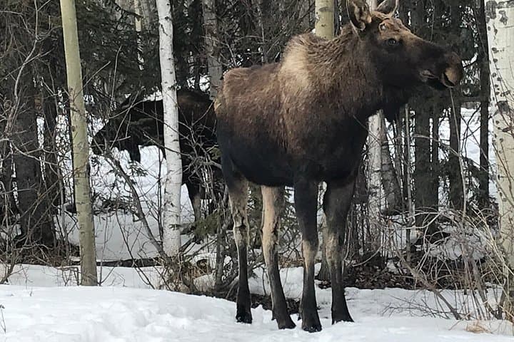 Winter Wildlife and Turnagain Arm Tour from Anchorage photo 2