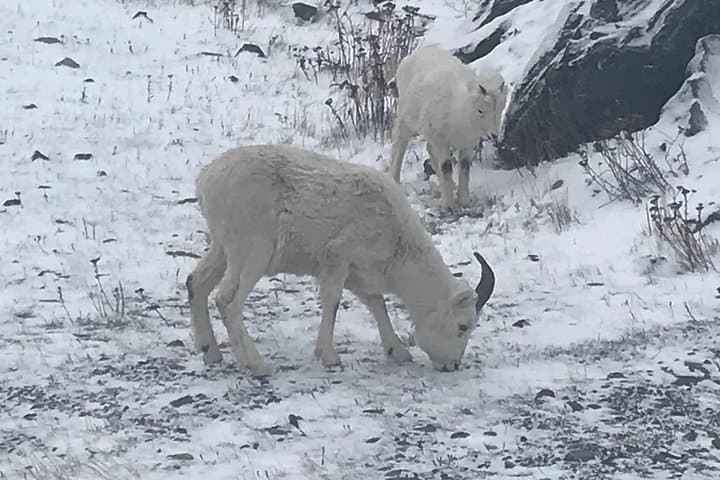 Winter Wildlife and Turnagain Arm Tour from Anchorage photo 4