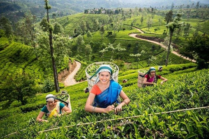 Kandy Private Day Tour from Bentota — Tea, Temple & Peradeniya Gardens photo 4