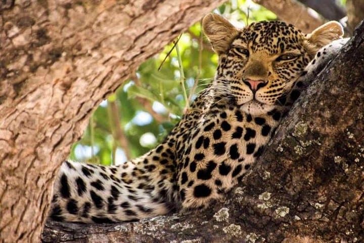 5-Day Kenya Wildlife Safari — Lake Nakuru Flamingos & Maasai Mara Game Drives photo 3