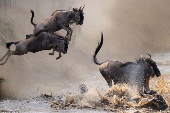 Classic 3-Day Masai Mara Safari: Big Five, Migration & Tented Camp Stays