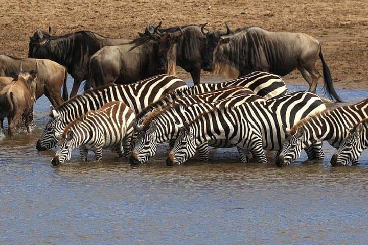 3-Day Maasai Mara Wildebeest Migration Safari — Big Five Game Drives & Tented Camp photo 6